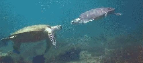 Turtle high five