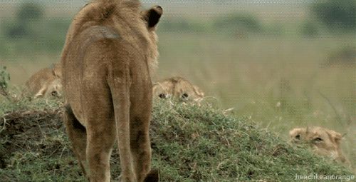 Big cats' game
