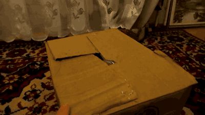 Cat in a box