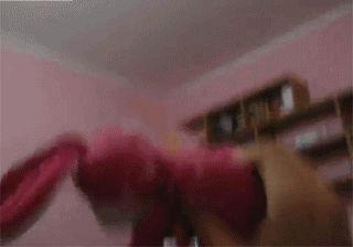 Fetch cat