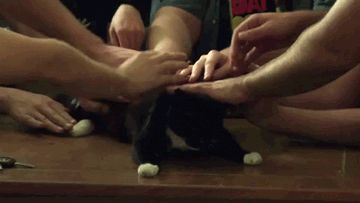 Everyone loves cats