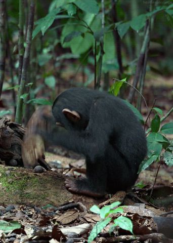 Monkey job