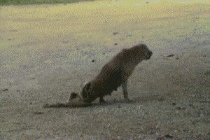 Poor defenseless puppy