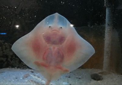 Dancing baby stingray