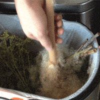 Exploding Cattail