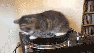 DJ Kitten