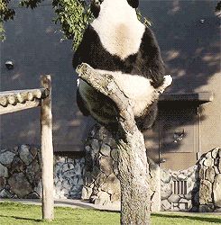 Panda fail