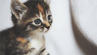 Meow