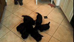 The scottie pinwheel