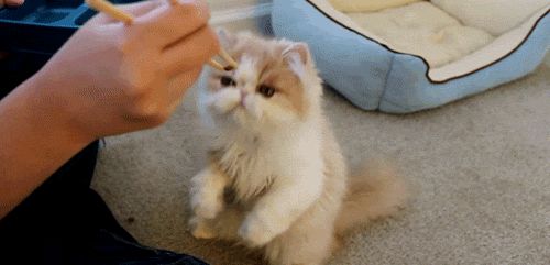 Cat loves Japanese food