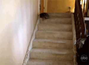 Turtle on the stairs