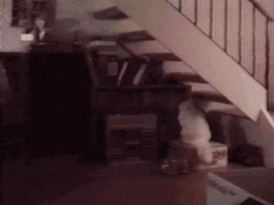 Gravity Cat Climbs Stairs Upside Down