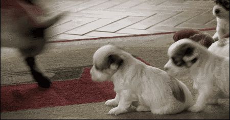 Baby goat vs puppies