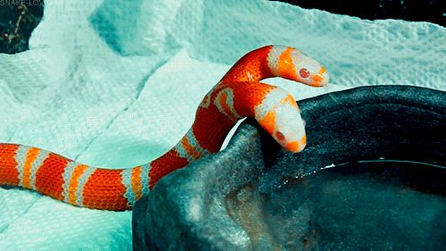 Double headed Alibino Milk Snake