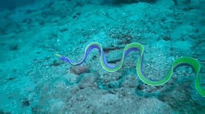 Blue Ribbon Eel
