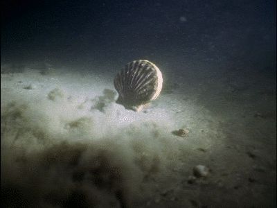 Scallop swimming