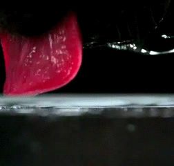 How dogs drink water