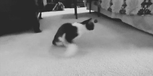 Irrepressible cat