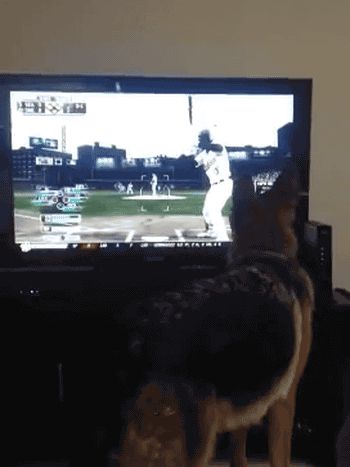 Dog attacks TV for baseball