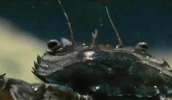 Coward mantis shrimp