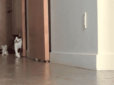 Walking the Kitten