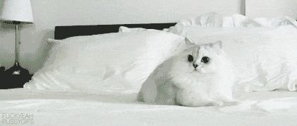 Cat panic