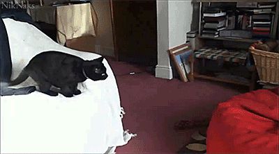 Cat fun