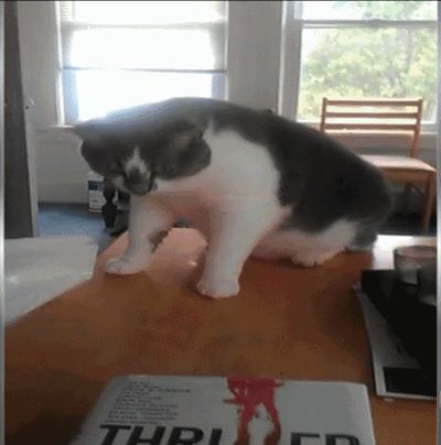 Cat funny jump