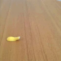 Banana dolphins