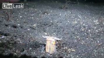 Undersea trap