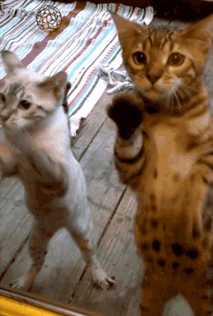 Bengal Kittens that want to come inside the house