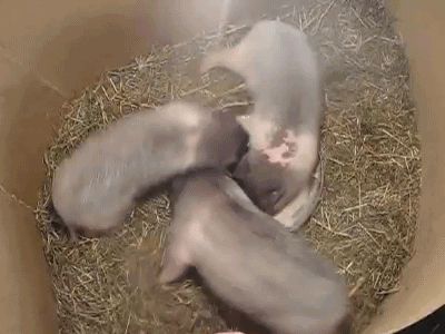 Funny piglets