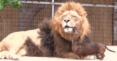 Dachshund licks lion’s face