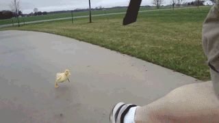 Chasing humans