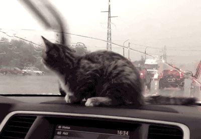 Kitten reaction to windshield wipers