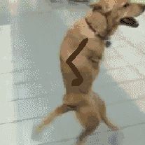 Two legs celebrity