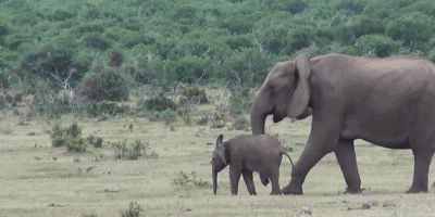 Elephant family meets againg