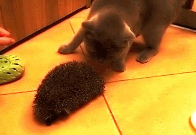 Using hedgehog as a brush