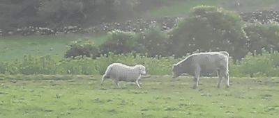 Sheep teaches young bull to head butt