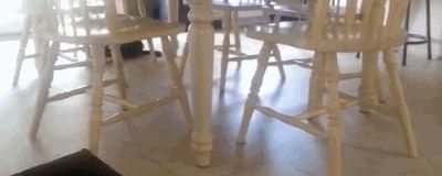 Cat circles on its back