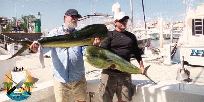 Sea Lion stealing big fish