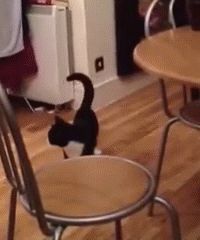 Bouncy cat