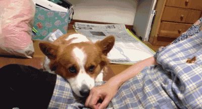 Corgi wants more petting