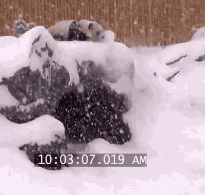 Panda falls in snow