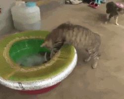 Cat vs octopus