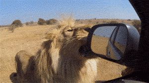 I'm Lion i'm helping