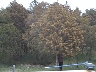 Tree full of pollen