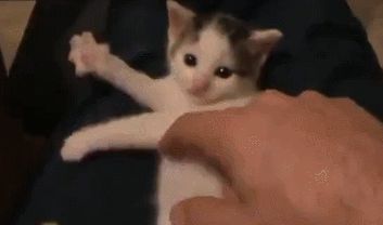 Kitten plays the air harp