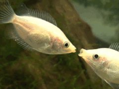 Fish kisses