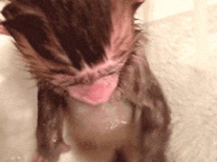 Monkey takes a bath